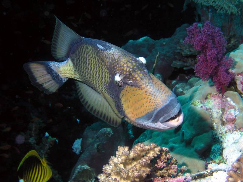 Titandr�cker beim Little Brother