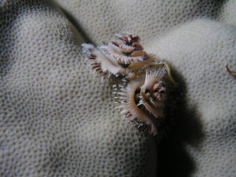 Weihnachtsbaumwurm beim Little Brother