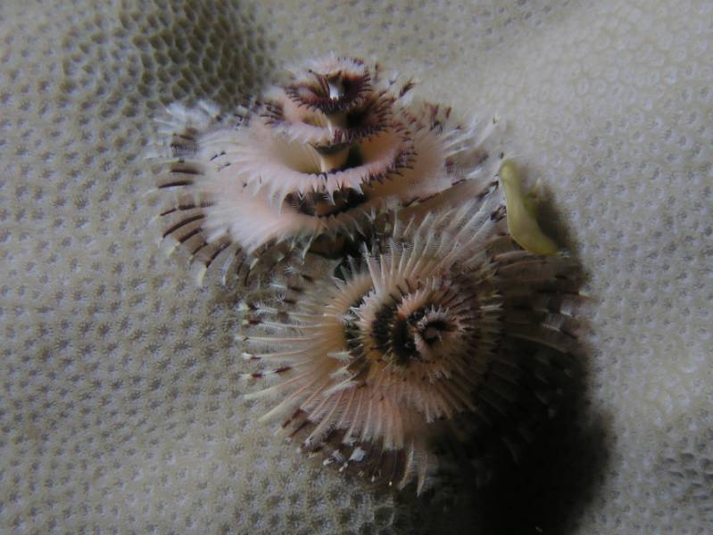 Weihnachtsbaumwurm beim Little Brother