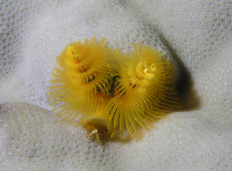 Gelber Weihnachtsbaumwurm beim Little Brother