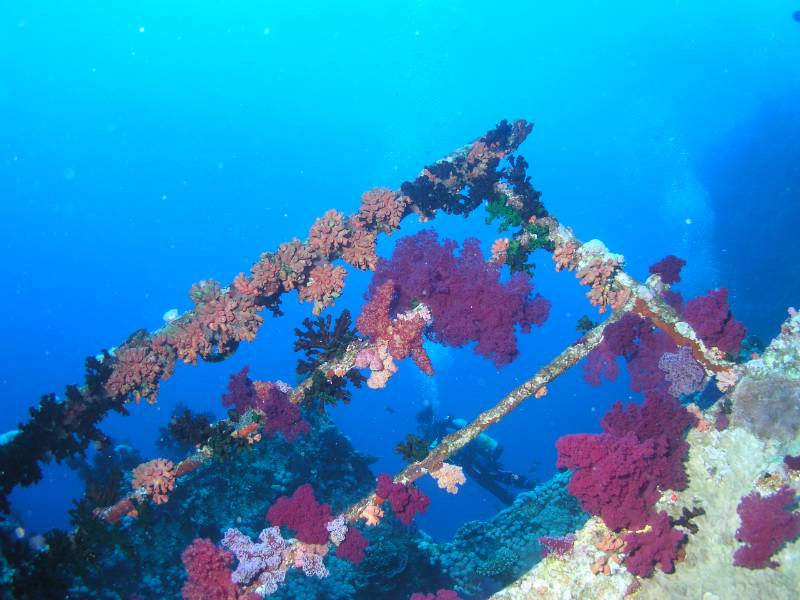 Weichkorallen am Wrack der Aida