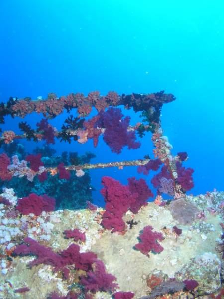 Weichkorallen am Wrack der Aida