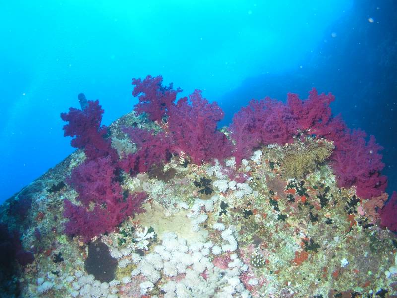 Weichkorallen am Wrack der Aida
