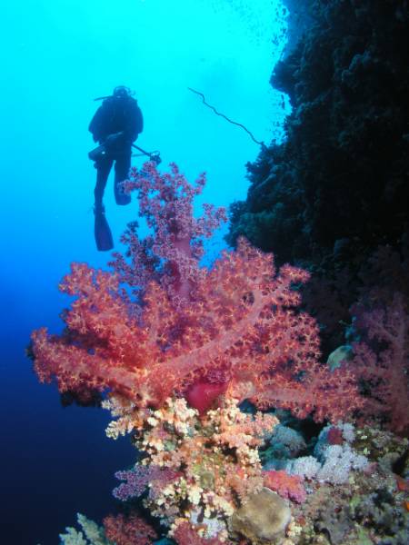 Weichkoralle beim Big Brother