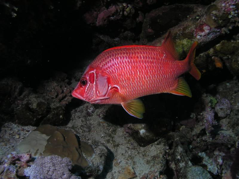 Riesenhusar beim Big Brother