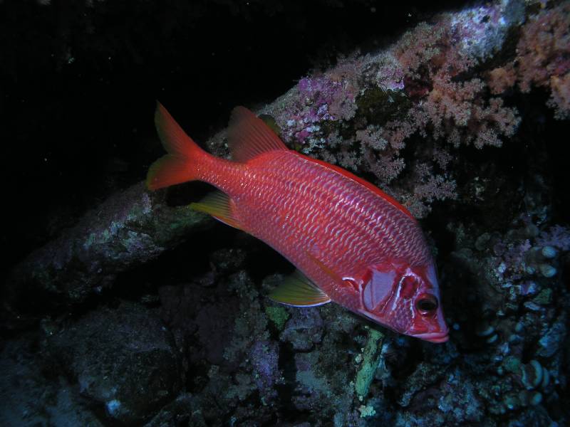 Riesenhusar beim Big Brother