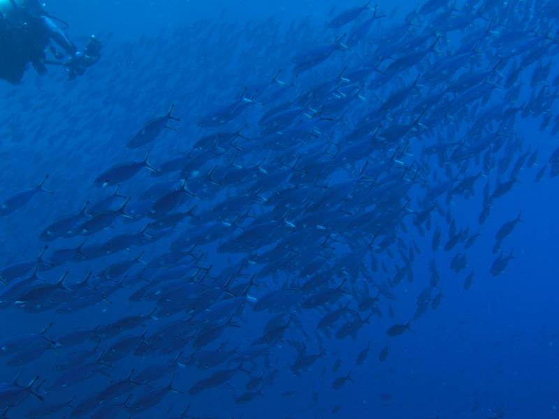 Eine Schule F�siliere beim Big Brother