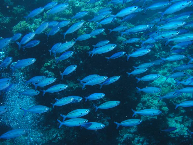 F�siliere beim Big Brother