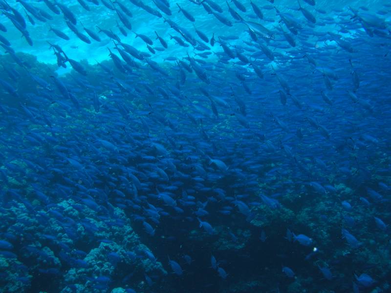 Eine Schule F�siliere beim Big Brother