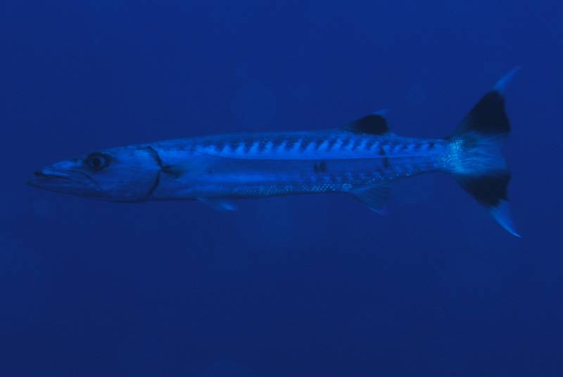 Barakuda am D�dalus Riff