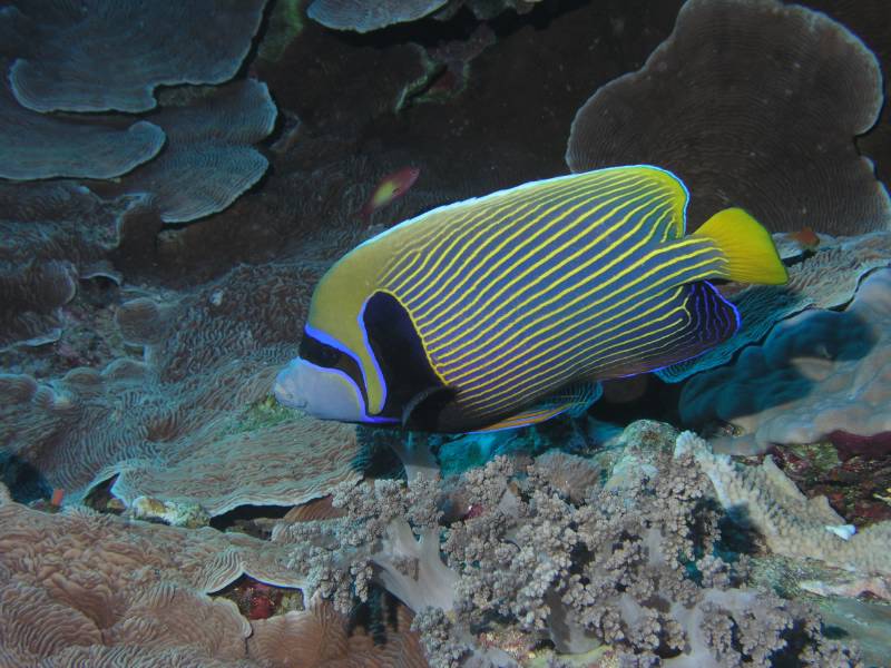 Imperator-Kaiserfisch