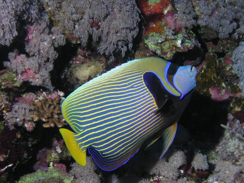 Imperator-Kaiserfisch