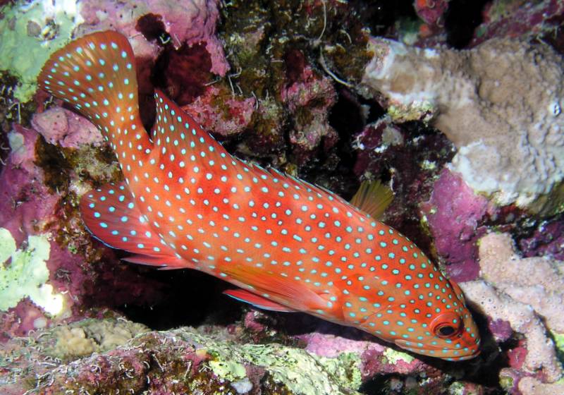 Juwelen-Zackenbarsch