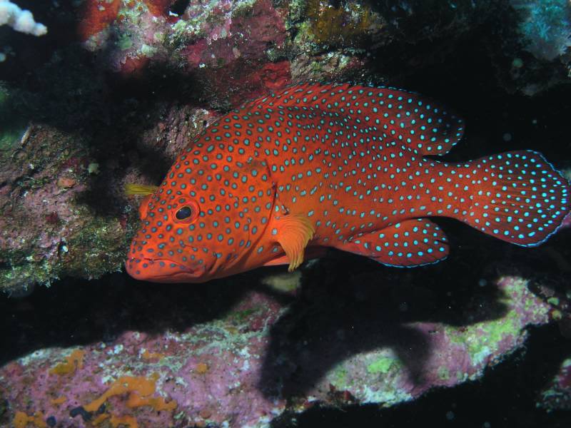 Juwelen-Zackenbarsch