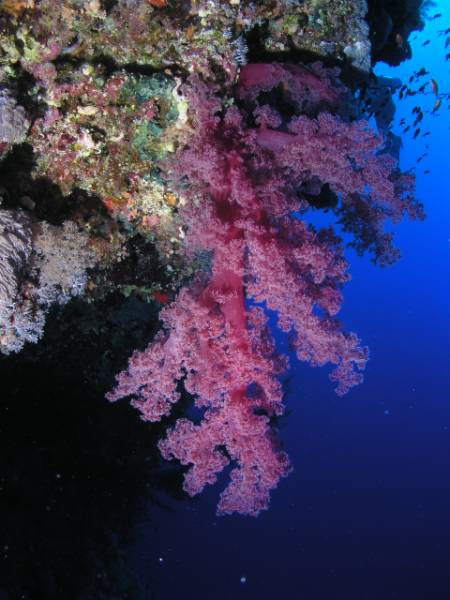 Weichkoralle am D�dalus Riff