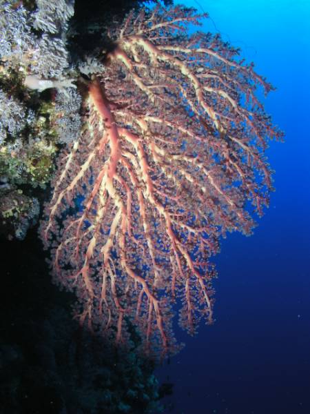 Gorgonie am D�dalus Riff