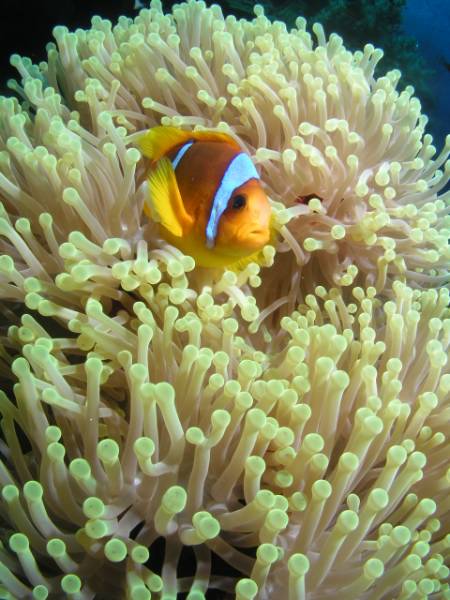 Clownfisch und Seeanemone