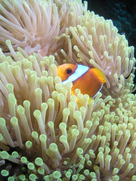 Clownfisch und Seeanemone