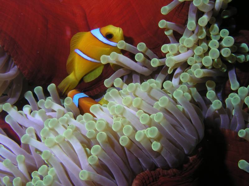 Clownfische in Seeanemone