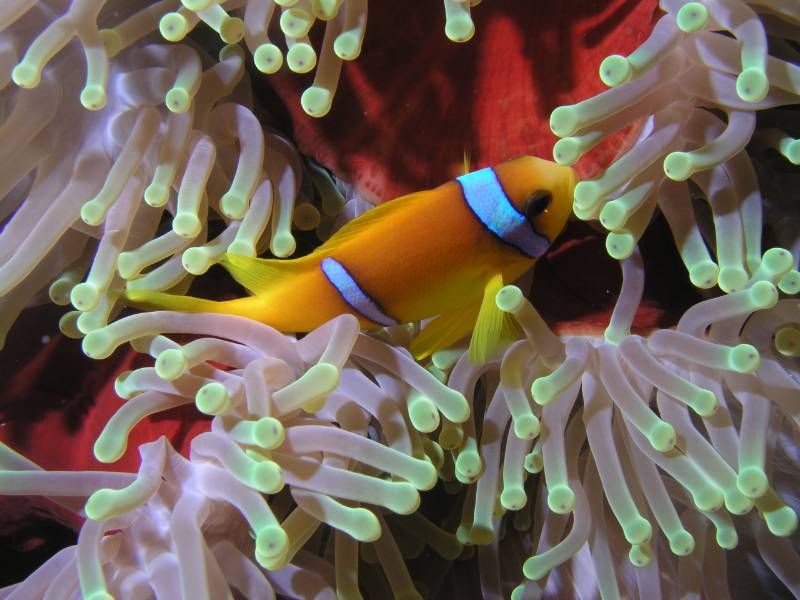 Clownfisch in Seeanemone
