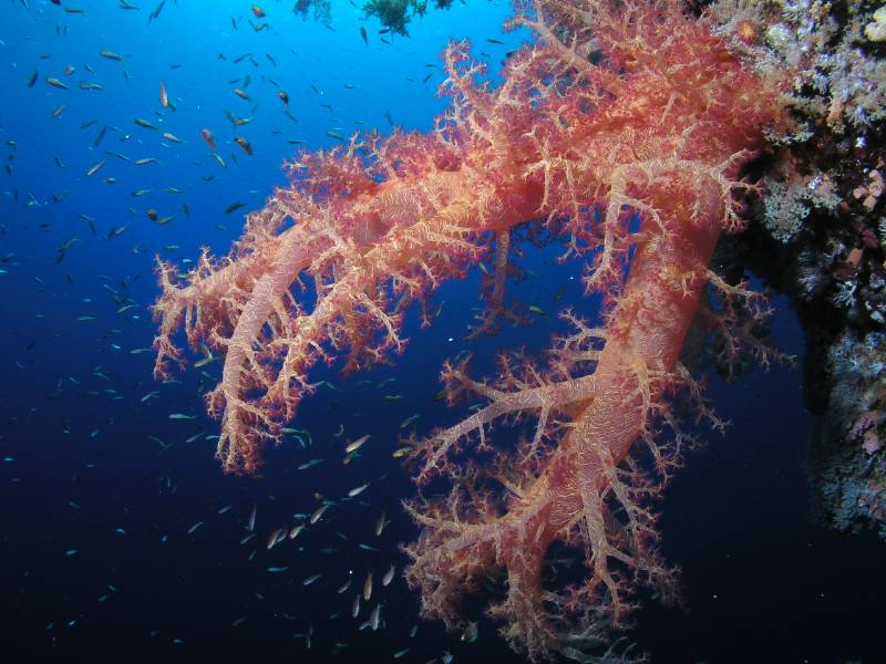 Weichkoralle am D�dalus Riff