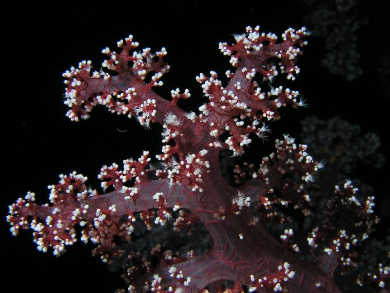 Weichkorallen Detail