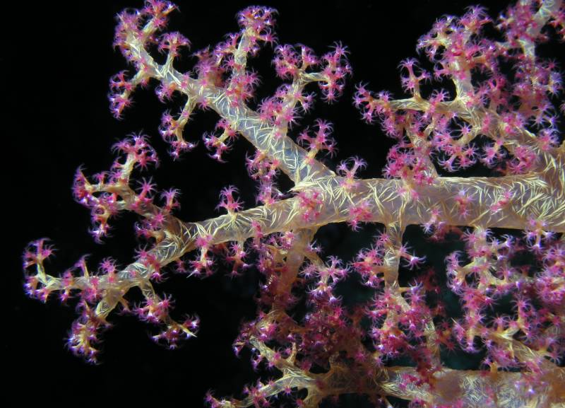 Weichkorallen Detail