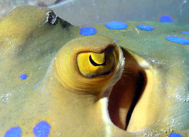 Auge eines Blaupunktstachelrochen