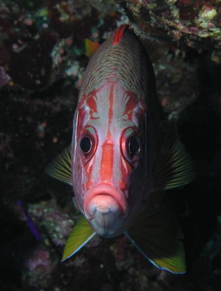 Riesenhusar bei Rocky Island