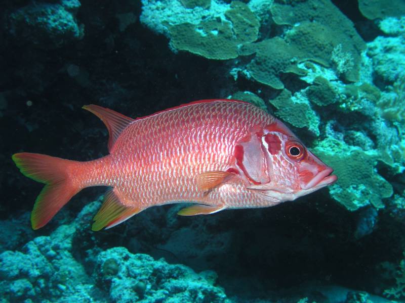 Riesenhusar bei Rocky Island