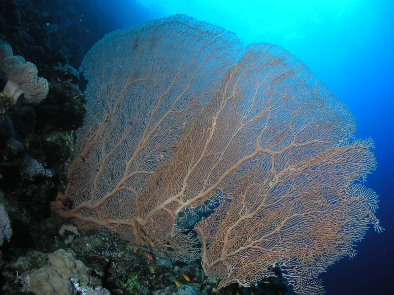 Grosse Gorgonie bei Rocky Island