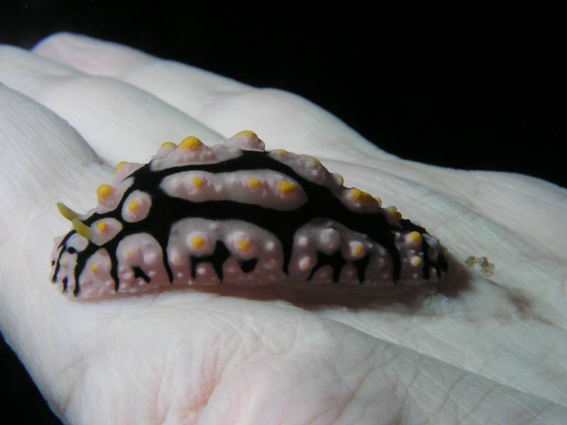 Warzenschnecke beim Erforschen meiner Handfl�che (Die Schnecke fiel mir Buchst�blich in die H�nde)