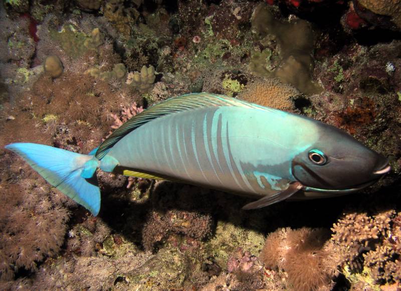 Blauklingen-Nasendokotorfisch