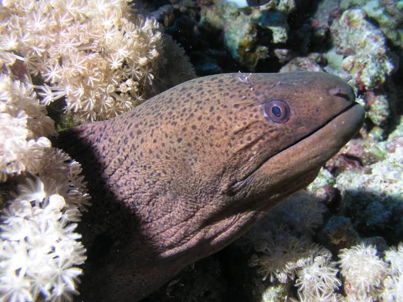 Russkopfmur�ne mit Putzergarnele