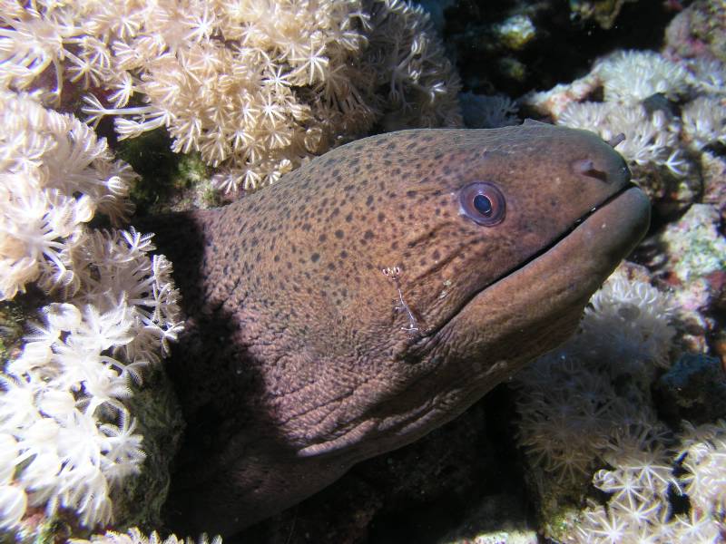 Russkopfmur�ne mit Putzergarnele