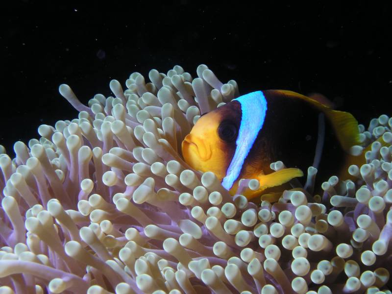 Clownfisch in Seeanemone