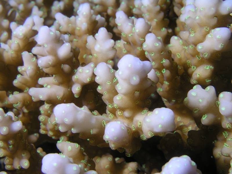 Detail einer Steinkoralle