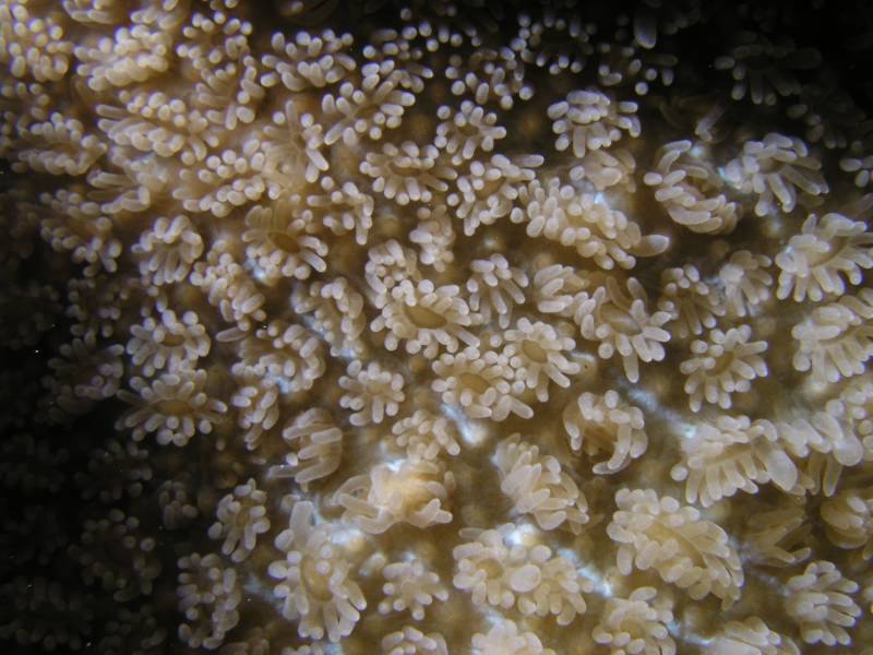 Detail einer Steinkoralle