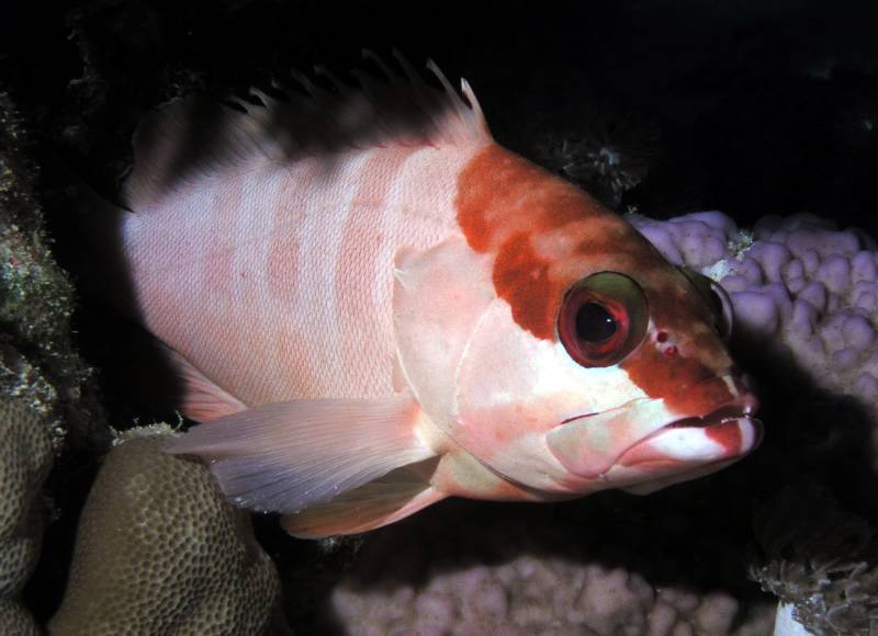 Baskenm�tzen-Zackenbarsch