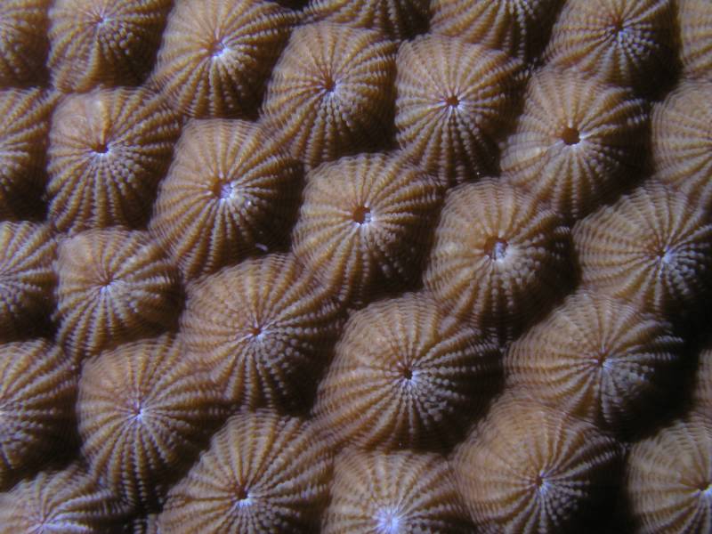 Detail einer Steinkoralle