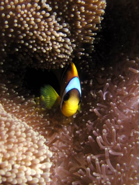 Clownfisch in Seeanemone