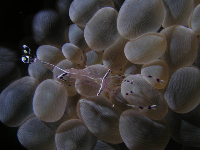 Putzergarnele auf Blasenkoralle