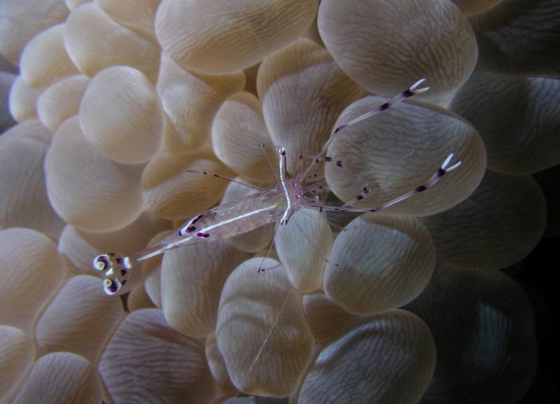 Putzergarnele auf Blasenkoralle