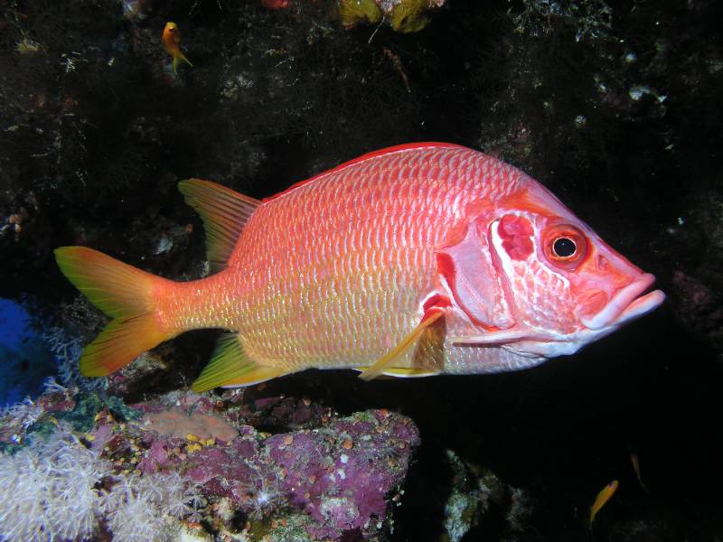 Riesenhusar bei den St. Johns Riffen (Waheed)