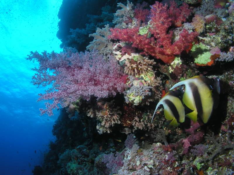 Riffwand mit Rotmeer-Wimpelfischen und Weichkorallen