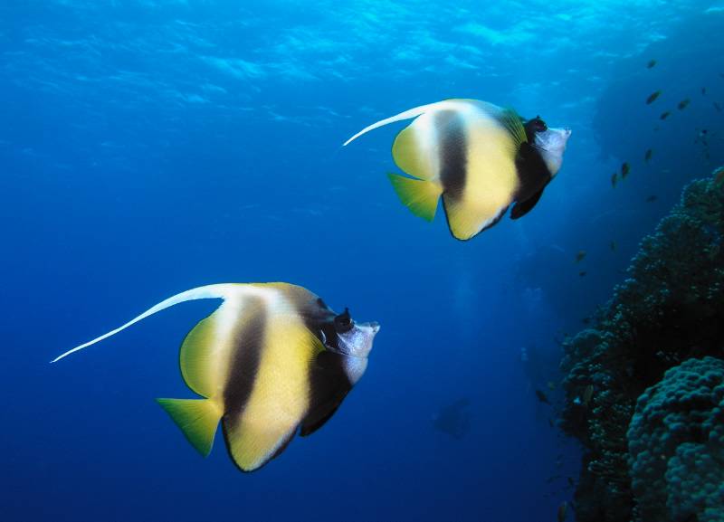 Rotmeer-Wimpelfische