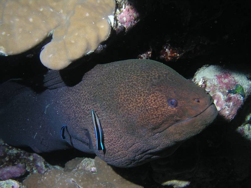 Riesenmur�ne bei den St. Johns Riffen (Waheed)