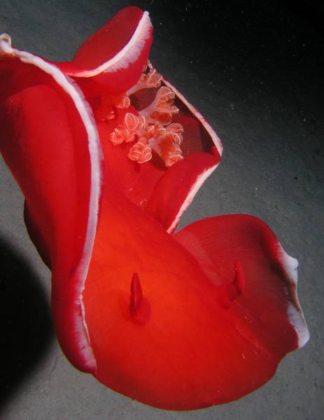 Spanische T�nzerin