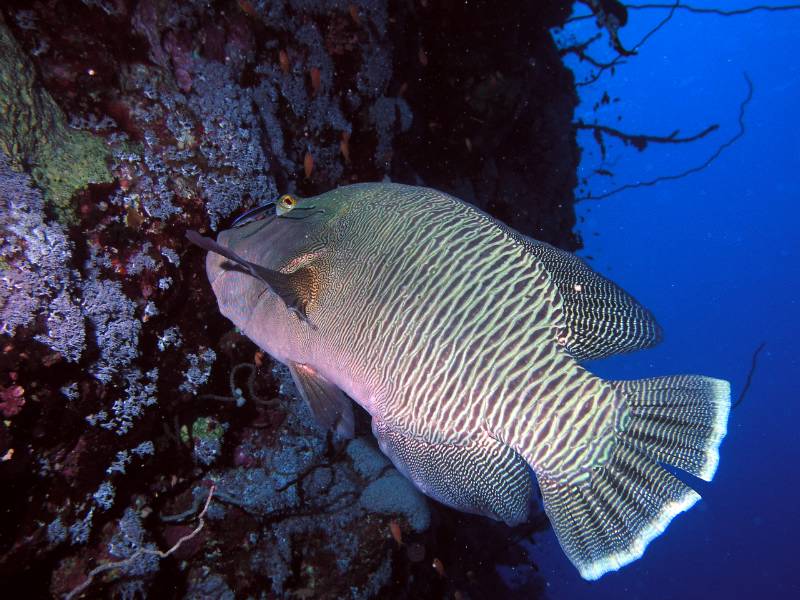 Napoleon bei S. Johns