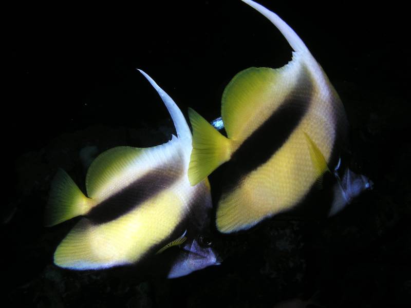 Rotmeer-Wimpelfische